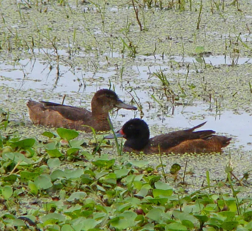 File:Heteronetta atricapilla blackheadedduck (cropped).jpg