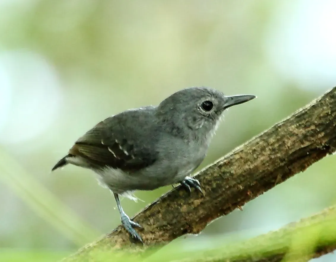 File:Myrmotherula assimilis - Leaden antwren (male).jpg