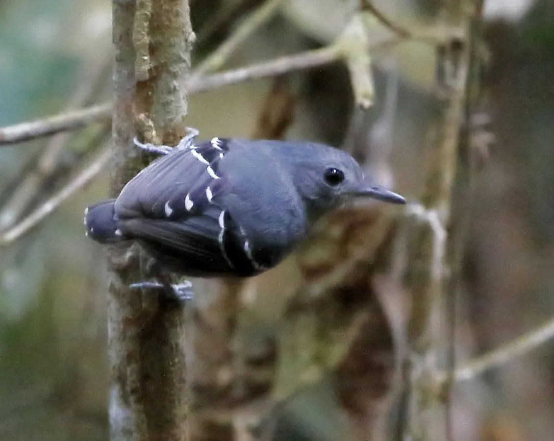 File:Isleria Hauxwelli - Plain-throated antwren (male).jpg