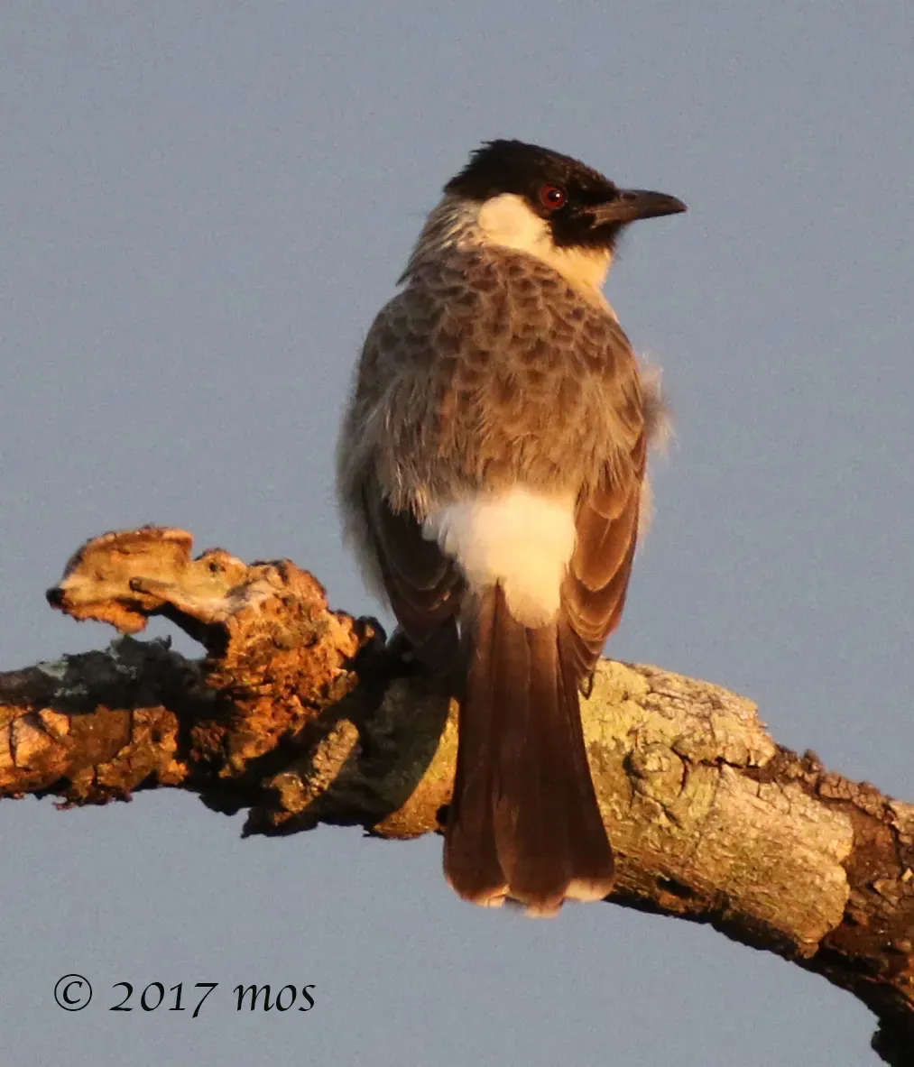 File:Sooty-headed Bulbul (Pycnonotus aurigaster) in South Jakarta, Indonesia.jpg