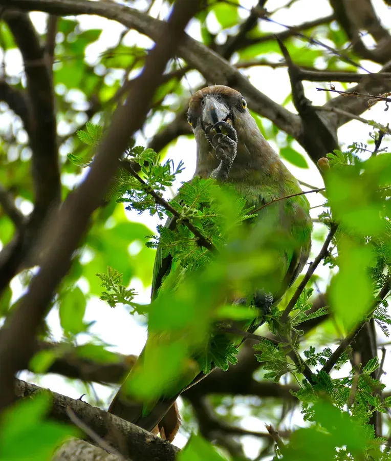 File:Brown-headed Parrot (Poicephalus cryptoxanthus) eating small fruit ... (33445931356).jpg