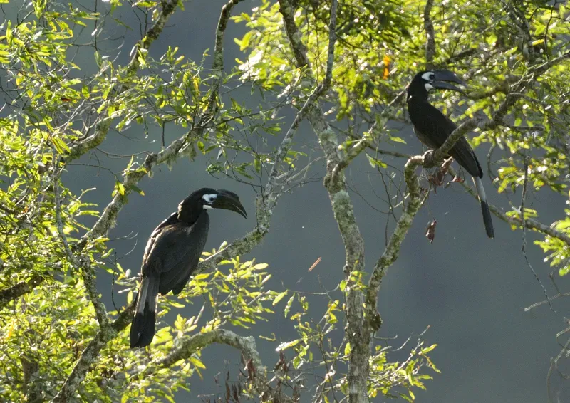File:Two Bushy-crested Hornbills (Anorrhinus galeritus) in a tree.jpg
