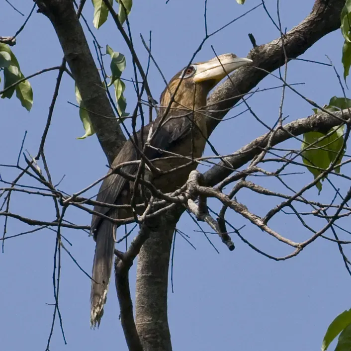 File:Tickells Brown Hornbill (Anorrhinus tickelli) in tree.jpg