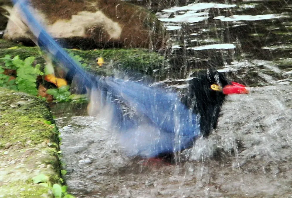 File:台灣藍鵲 Taiwan Blue Magpie (Urocissa caerulea) - panoramio.jpg
