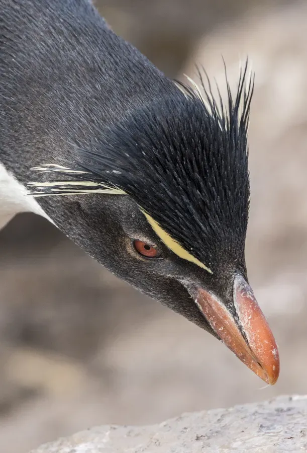 File:FAL-2017-West Point Island, Falkland Islands-Southern rockhopper penguin (Eudyptes chrysocome) 01.jpg