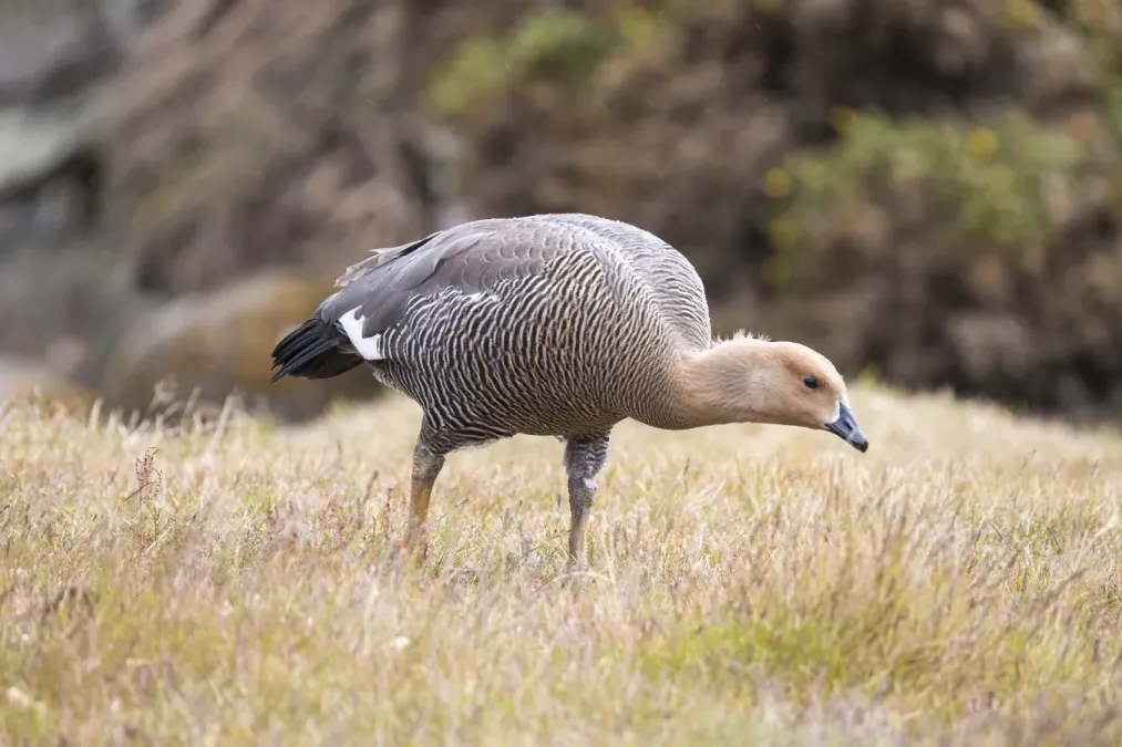 File:FAL-2017-West Point Island, Falkland Islands-Upland goose (Chloephaga picta).jpg