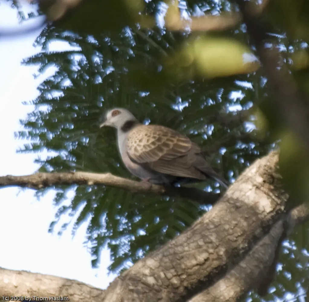 File:Adamawa Turtle-dove (Streptopelia hypopyrrha) in tree from side.jpg