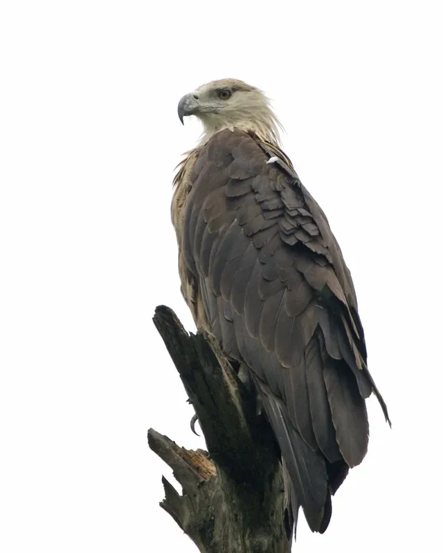 File:Pallas's Fish Eagle ( Haliaeetus leucoryphus).jpg