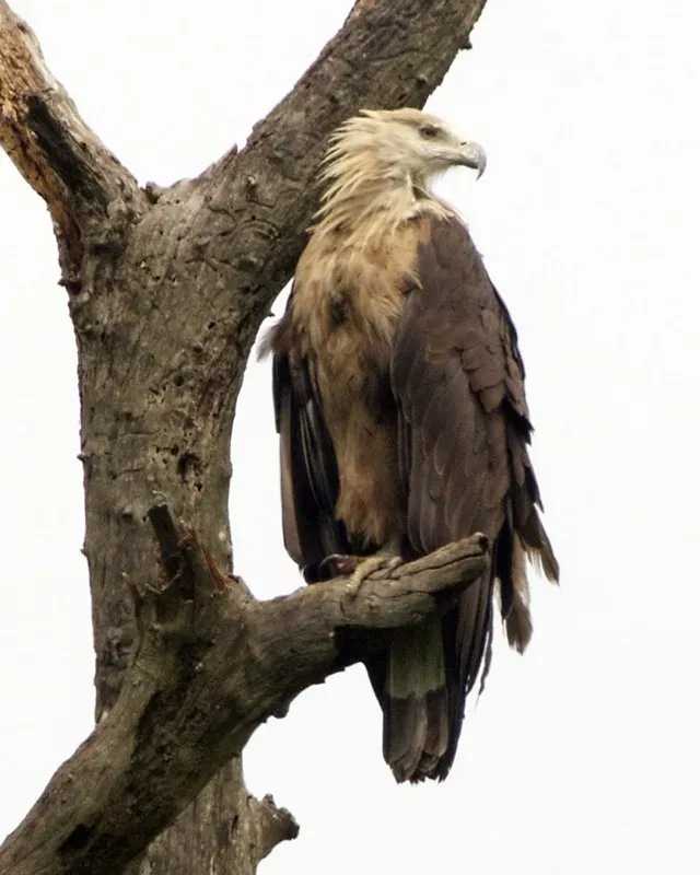 File:Pallas's Fish Eagle ( Haliaeetus leucoryphus) 2.jpg