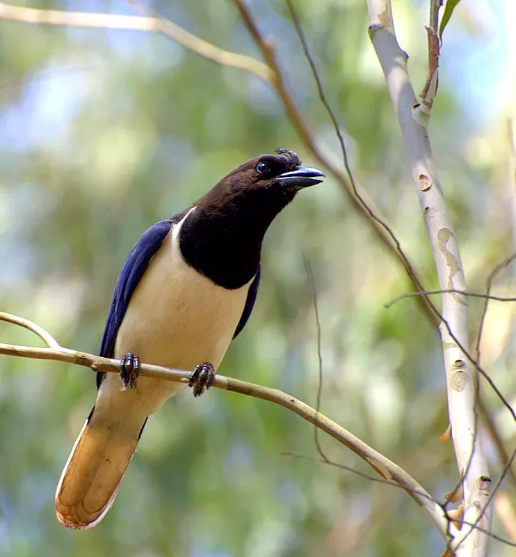 File:Cyanocorax cristatellus 1.jpg
