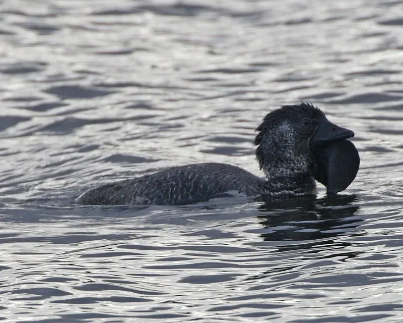 File:Musk Duck (Biziura lobata) male.jpg