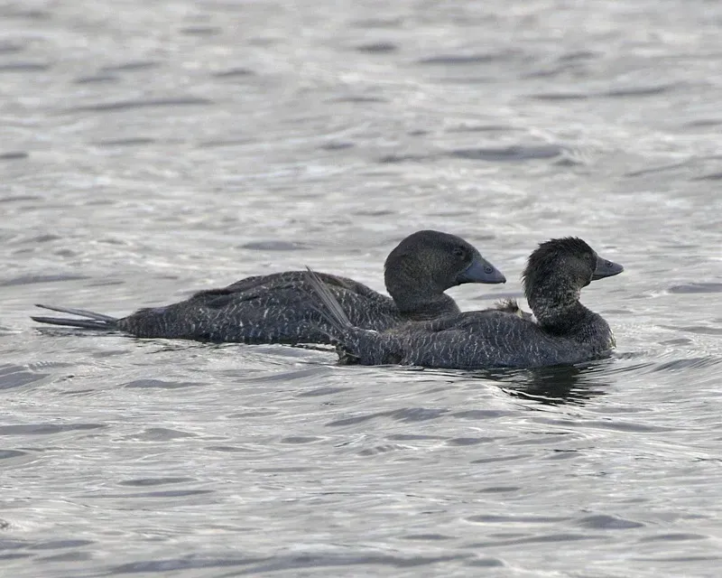 File:Musk Duck (Biziura lobata) female.jpg