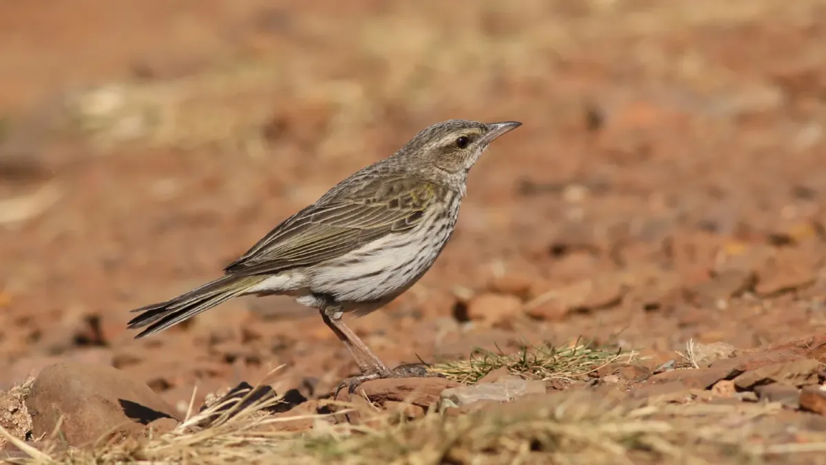 File:Striped pipit, Anthus lineiventris (32494955373).jpg