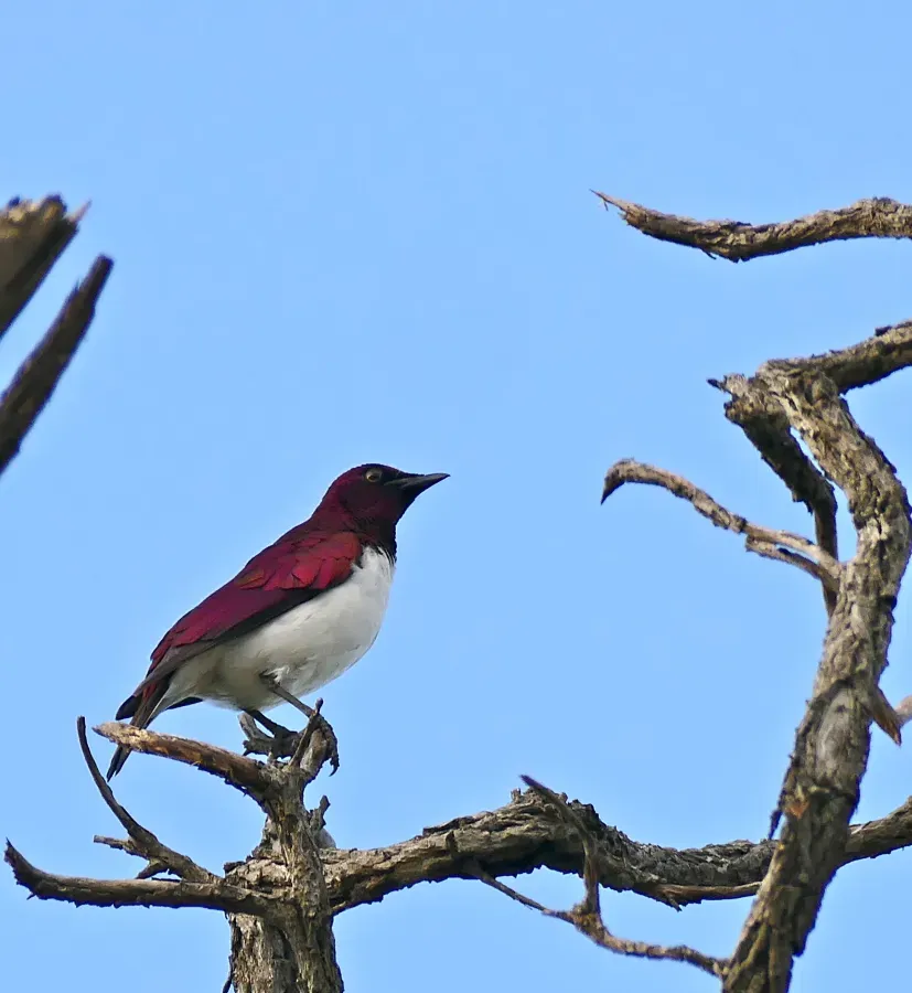 File:Violet-backed Starling (Cinnyricinclus leucogaster) male (33624072925).jpg