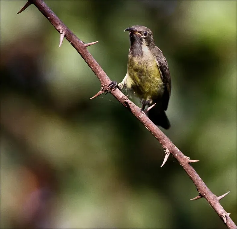 File:Cinnyris pulchellus, immature male, Banjul, Gambia (6511999151).jpg