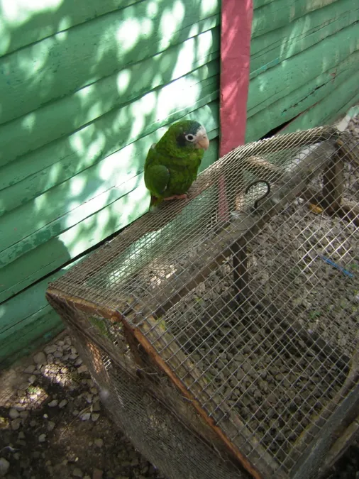 File:Amazona ventralis -Dominican Republic-4a.jpg