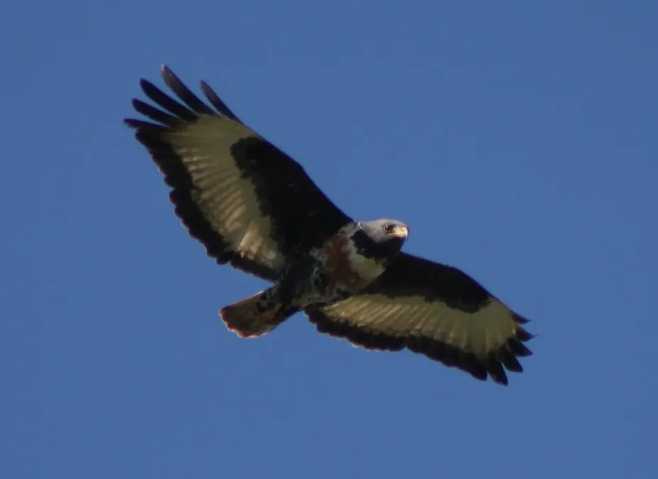 File:Jackal Buzzard (Buteo rufofuscus) (20132885920).jpg