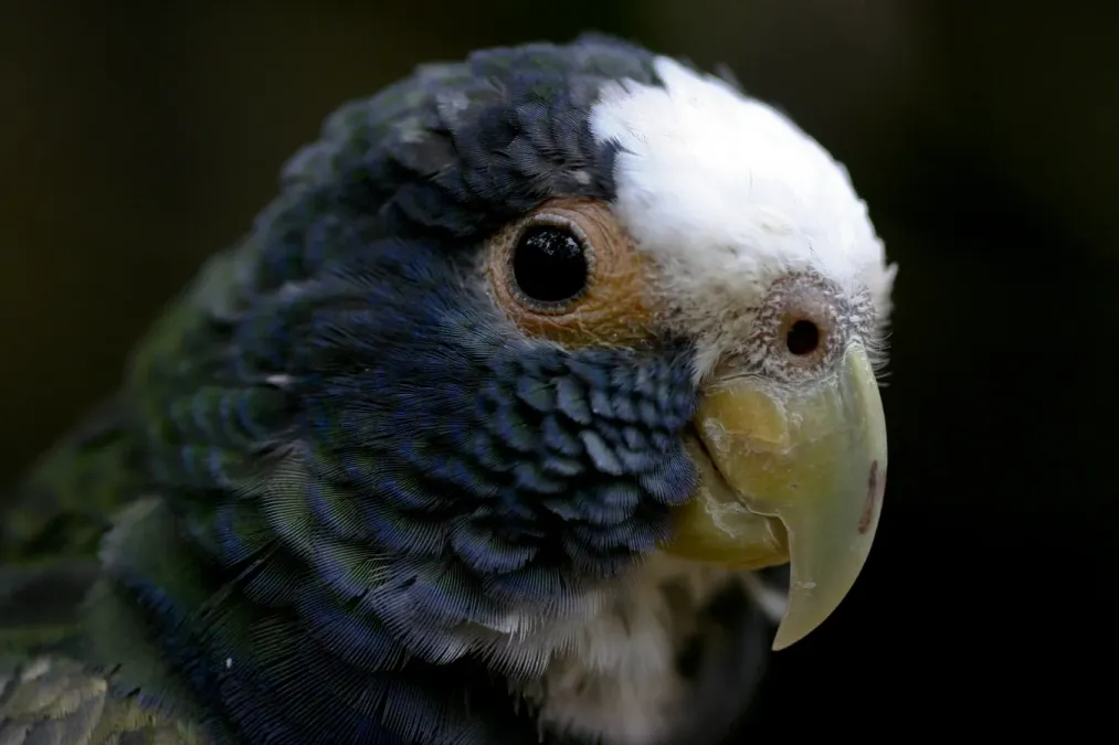 File:Pionus senilis -upper body-8a.jpg