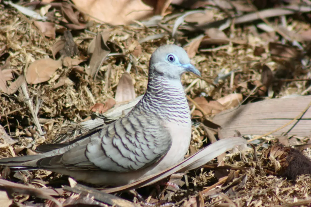 File:Geopelia placida -Cairns-6.JPG