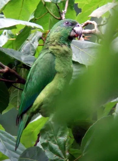File:Amazona agilis -Portland -Jamaica-6a.jpg