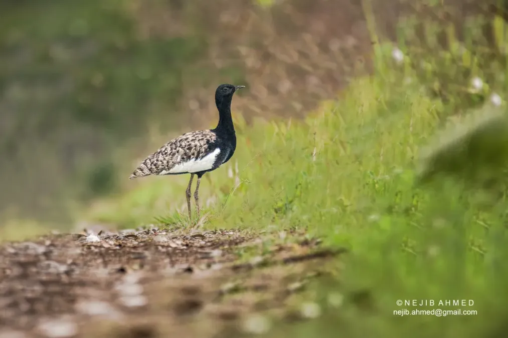 File:Bengal Florican (Houbaropsis bengalensis bengalensis).jpg