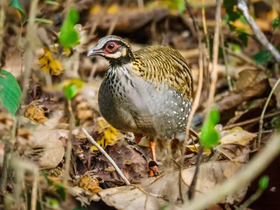 File:White-cheeked Partridge (Arborophila atrogularis), Nameri NP, Sotinpur, Assam (cropped).jpg