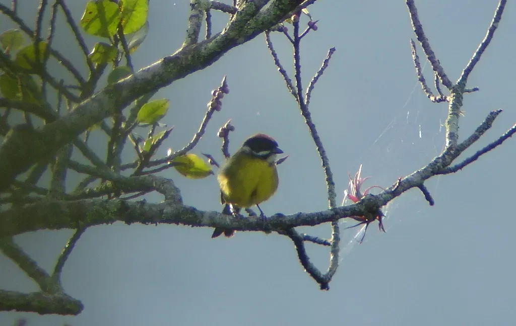 File:Moustached Brush-finch (Atlapetes albofrenatus).jpg