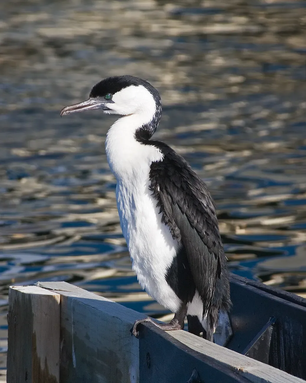 File:Phalacrocorax fuscescens Kettering.jpg