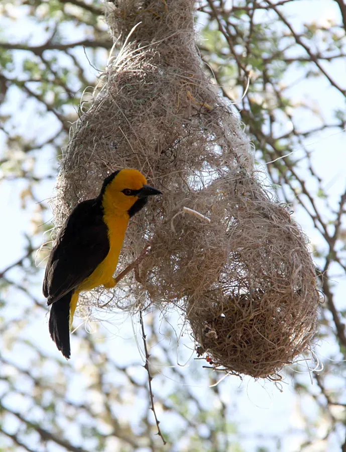 File:Ploceus nigricollis melanoxanthus Amboseli gate 2.jpg