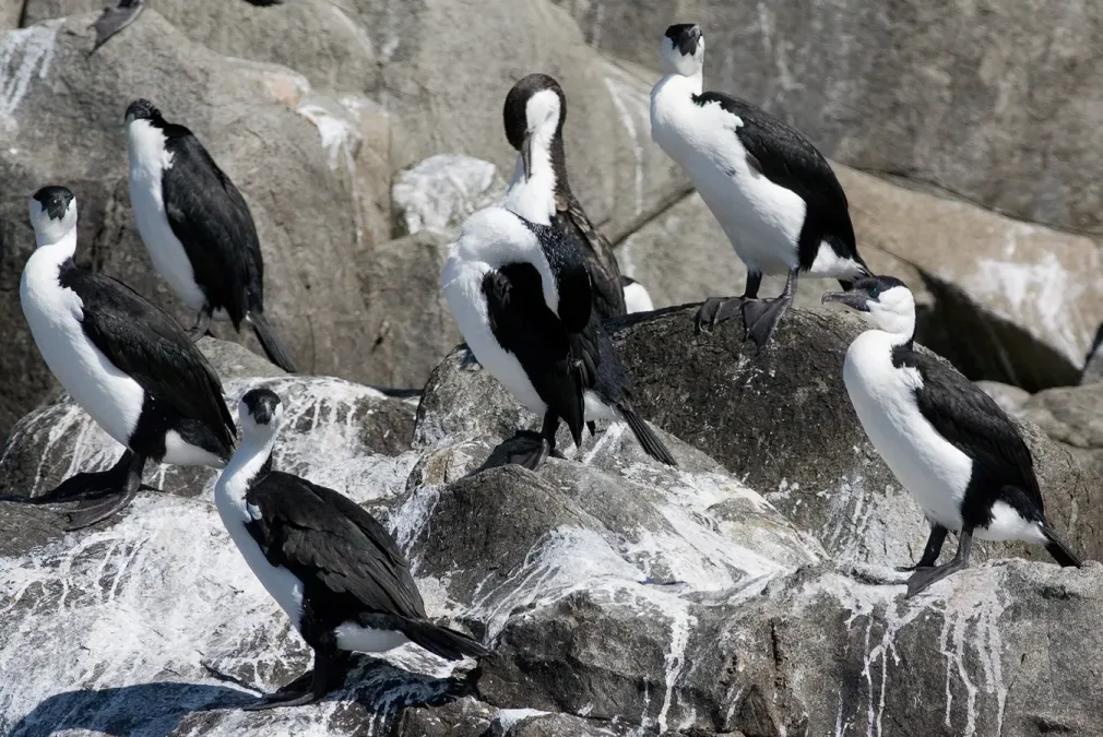 File:Phalacrocorax fuscescens Roosting.jpg