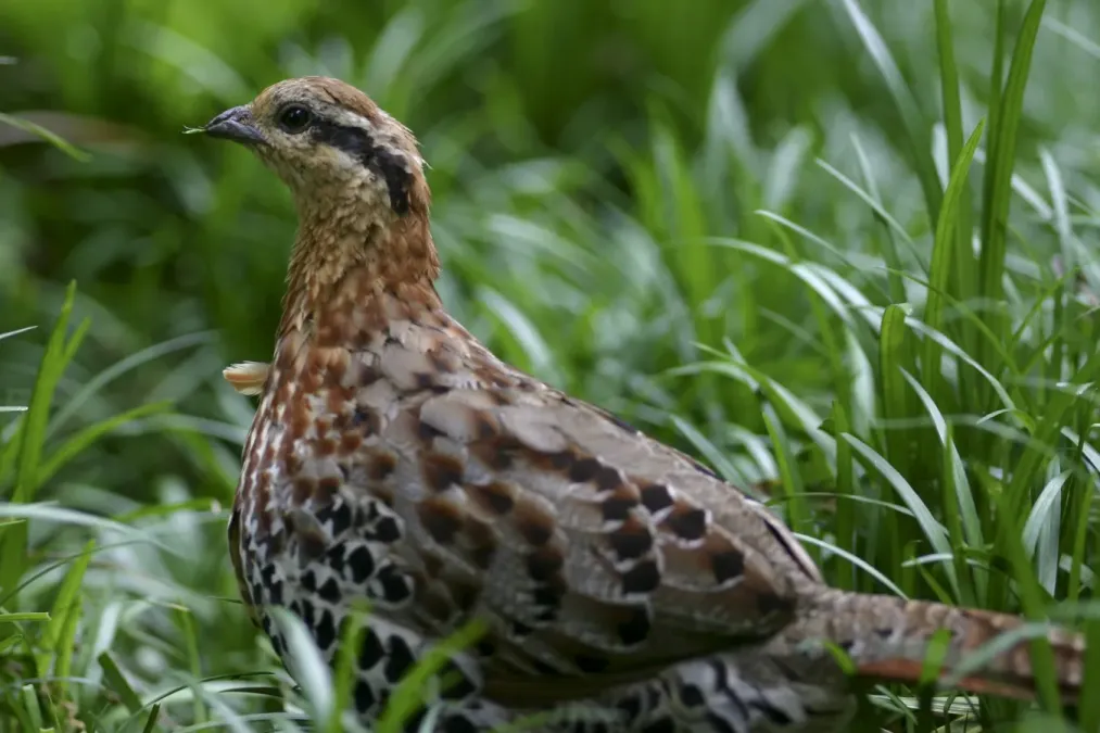 File:Bambusicola fytchii -short grass-8.jpg