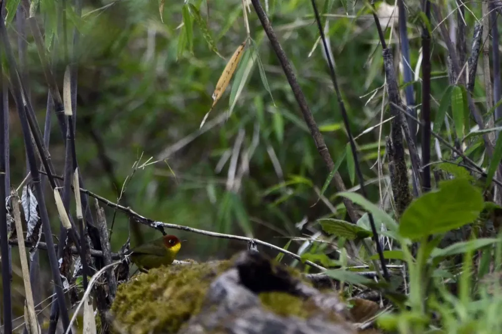 File:Chestnut-headed tesia (Cettia castaneocoronata) JEG1454a.jpg