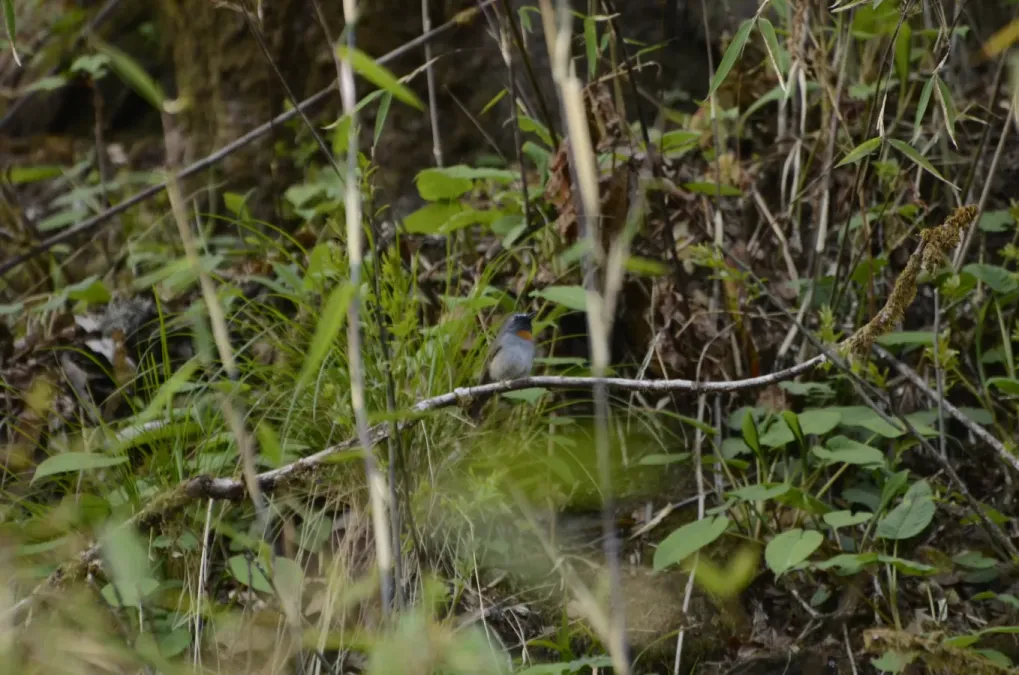 File:Rufous-gorgeted flycatcher (Ficedula strophiata) male JEG1440.jpg