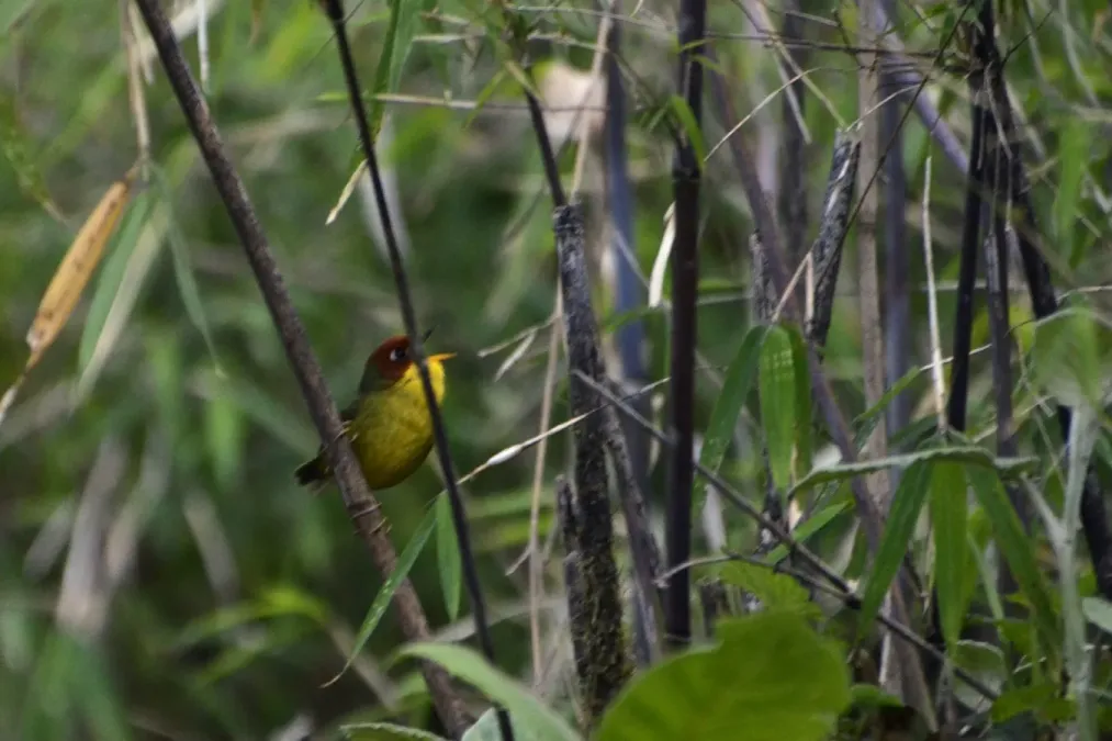 File:Chestnut-headed tesia (Cettia castaneocoronata) JEG1457a.jpg