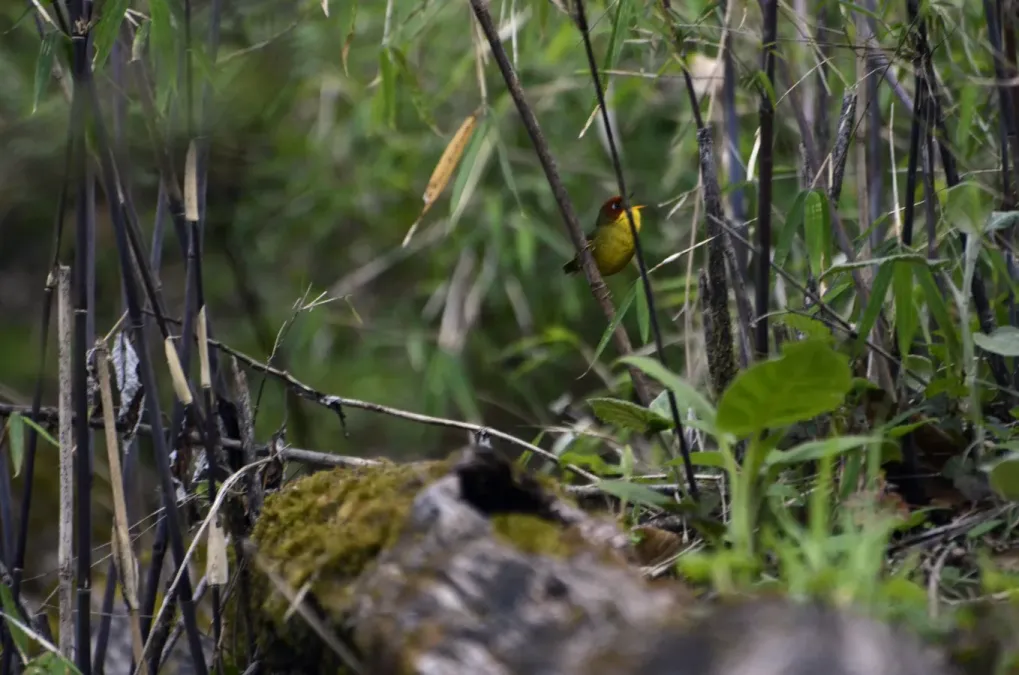 File:Chestnut-headed tesia (Cettia castaneocoronata) calling JEG1457.jpg