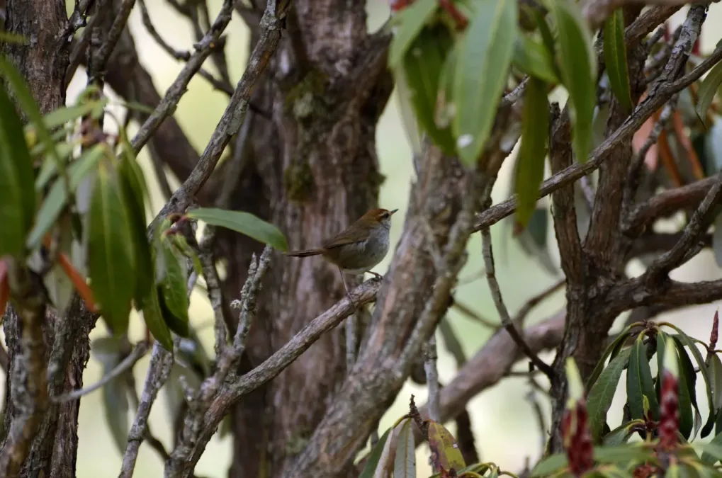File:Grey-sided Bush-Warbler Cettia brunnifrons JEG1621.jpg