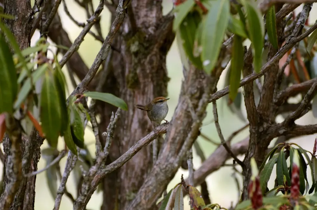 File:Grey-sided Bush-Warbler Cettia brunnifrons JEG1619.jpg
