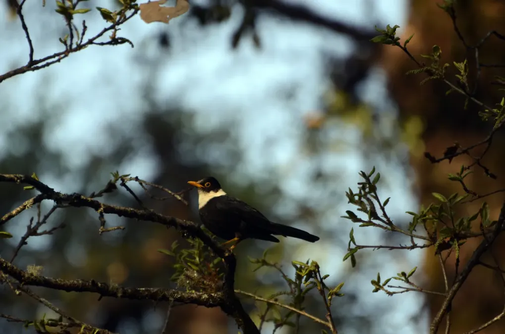 File:White-collared blackbird (Turdus albocinctus) male JEG1961.jpg