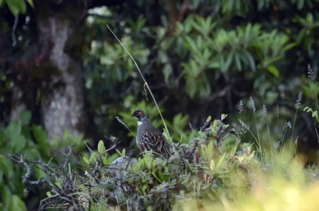 File:Hill-partridge (Arborophila torqueola) male JEG1981.jpg