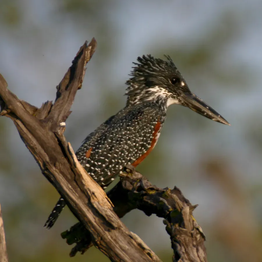 File:Megaceryle maxima -Zimbabwe-8-2c.jpg