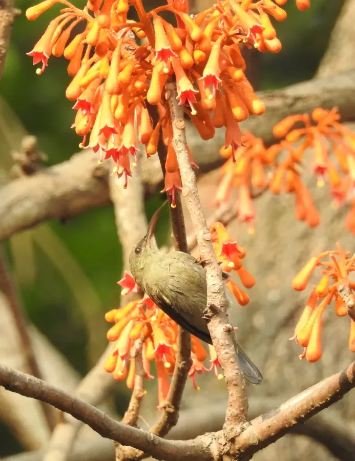 File:Vigor's Sunbird Aethopyga vigorsii female DSCN0125 (3).jpg