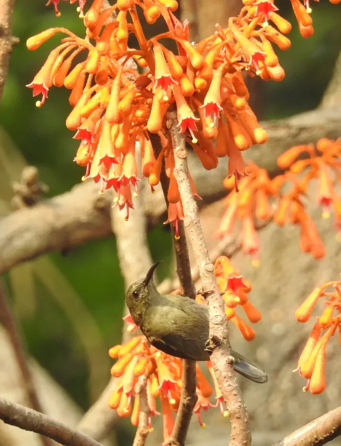 File:Vigor's Sunbird Aethopyga vigorsii female DSCN0125 (5).jpg