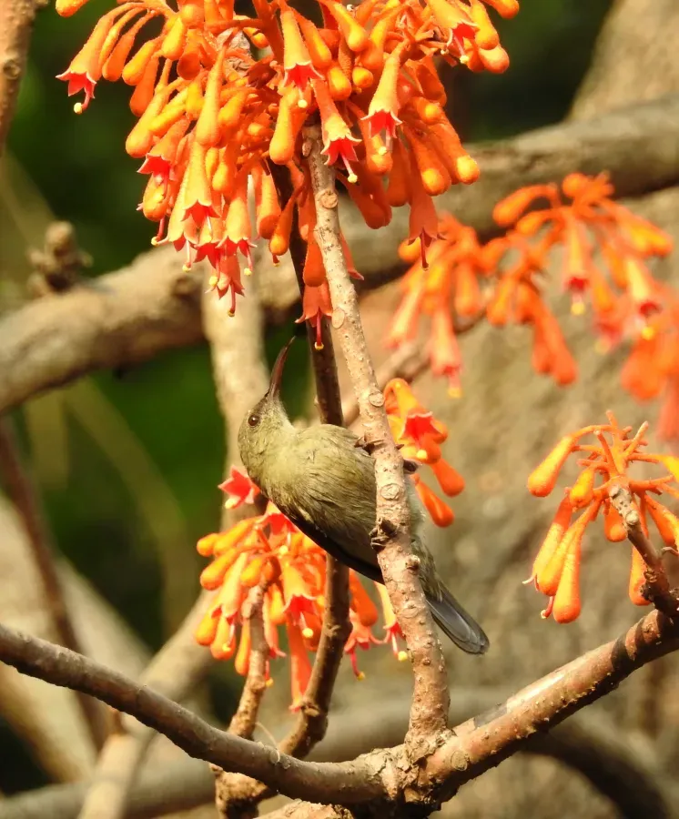 File:Vigor's Sunbird Aethopyga vigorsii female DSCN0125 (4).jpg