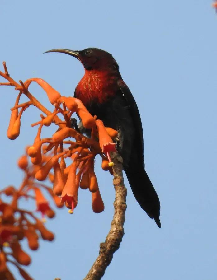 File:Vigor's Sunbird Aethopyga vigorsii Male DSCN0056 (4).jpg