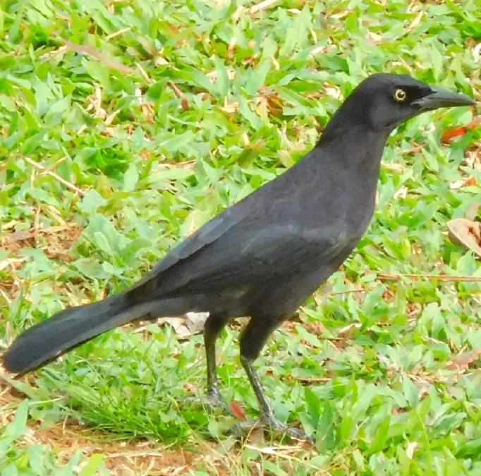 File:Quiscalus lugubris (mâle).jpg