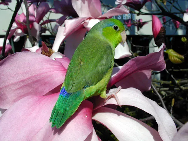 File:Pacific Parrotlet (Forpus coelestis) -pet-8a.jpg