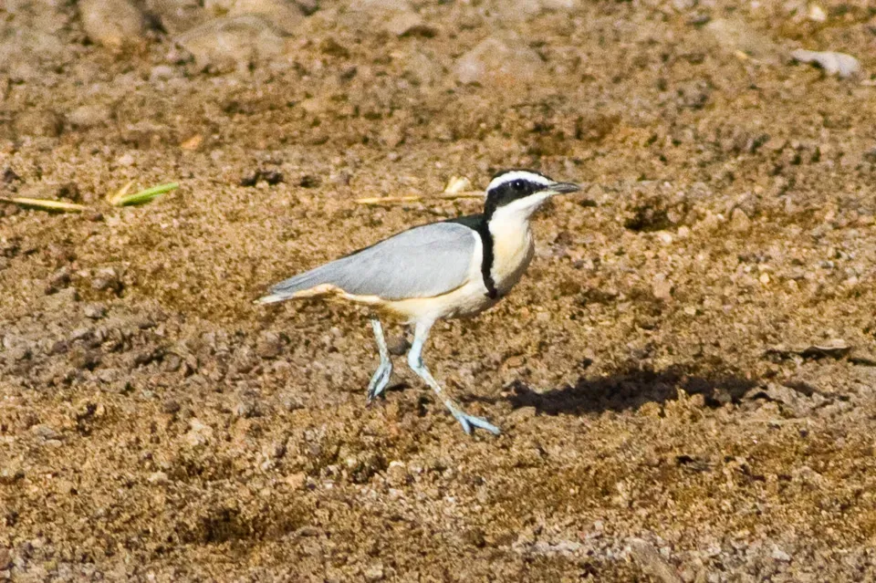 File:Egyptian Plover (Pluvianus aegyptius) at the Bénoué National Park 03.jpg