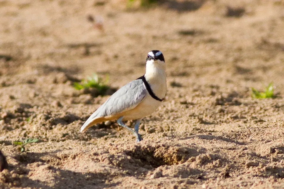 File:Egyptian Plover (Pluvianus aegyptius) at the Bénoué National Park 04.jpg