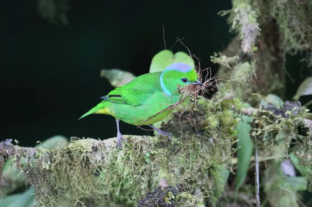 File:Chlorophonia callophrys 03.jpg