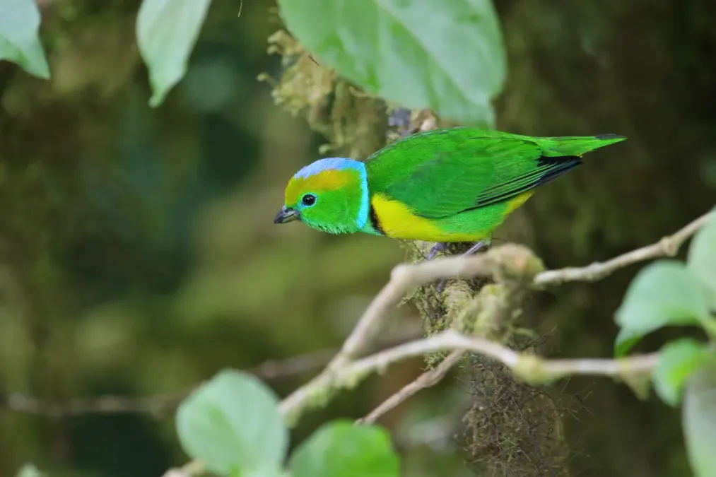 File:Chlorophonia callophrys 04.jpg